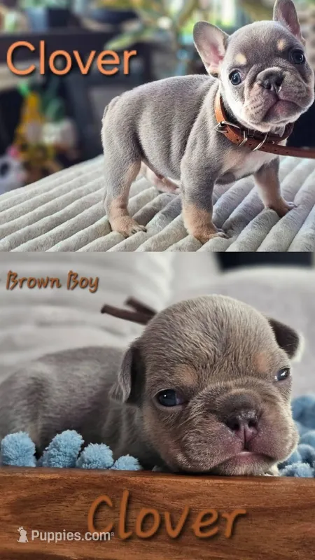 Clover – French Bulldog puppy for sale in Fennimore, WI