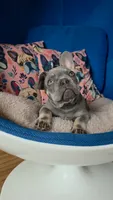 Atlas, a male French Bulldog for sale in Fennimore, WI – 3 of 3