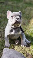 Guinness, a male French Bulldog for sale in Fennimore, WI – 4 of 7