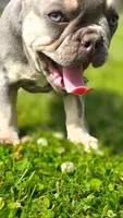 Luna, a female French Bulldog for sale in Fennimore, WI – 4 of 8