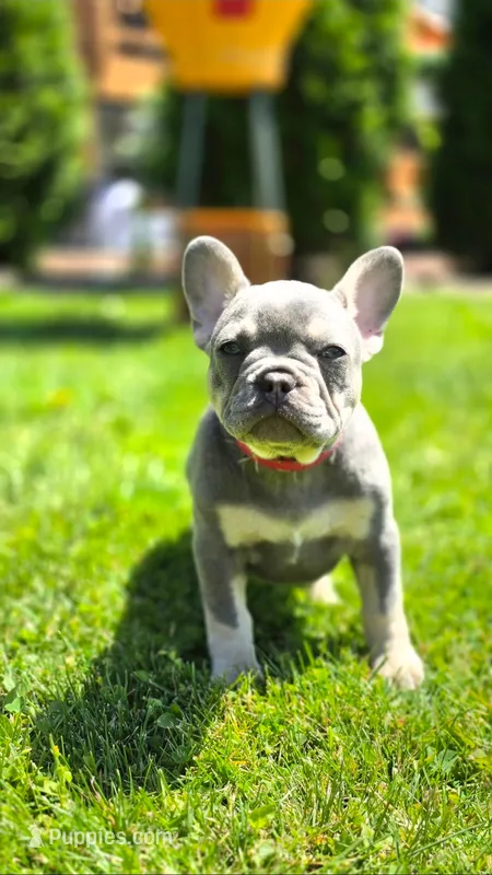 Emerald – French Bulldog puppy for sale in Fennimore, WI
