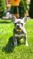 Emerald, a female French Bulldog for sale in Fennimore, WI – 1 of 6