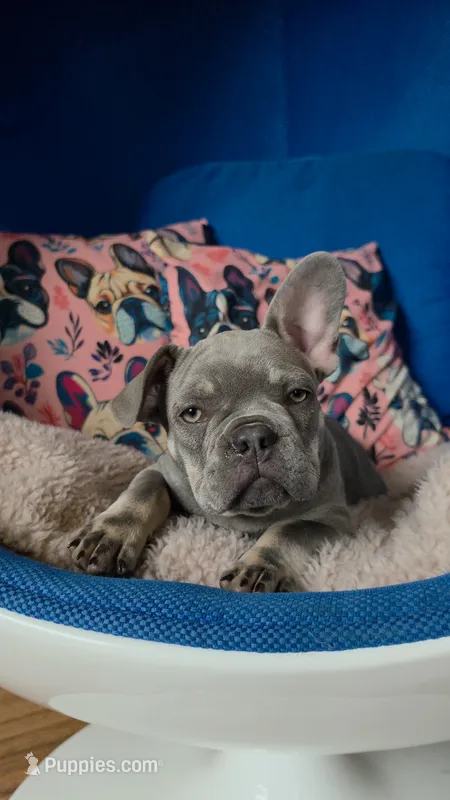 Atlas – French Bulldog puppy for sale in Fennimore, WI