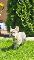 Charm, a male French Bulldog for sale in Fennimore, WI – 3 of 4