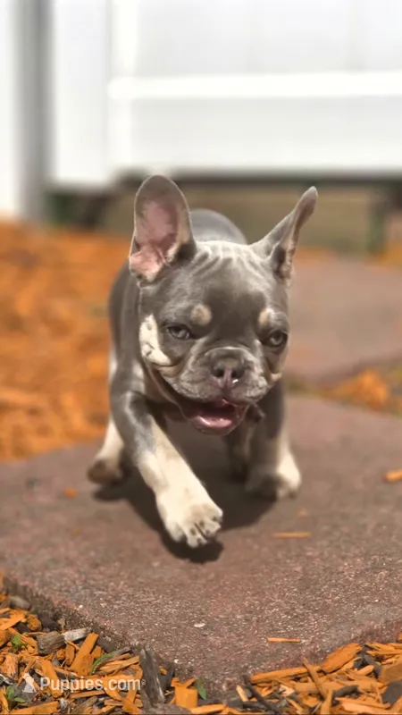 Luna – French Bulldog puppy for sale in Fennimore, WI