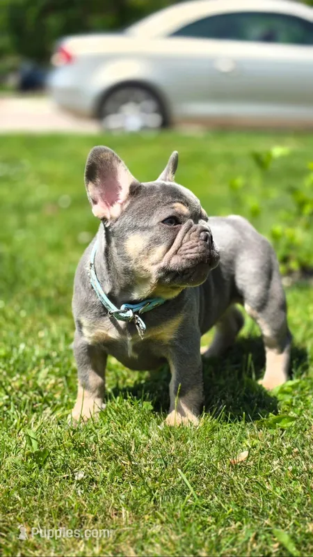 Lucky – French Bulldog puppy for sale in Fennimore, WI