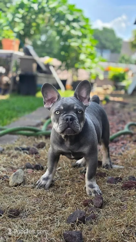 Atlas – French Bulldog puppy for sale in Fennimore, WI