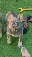 Guinness, a male French Bulldog for sale in Fennimore, WI – 2 of 9