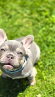 Lucky, a male French Bulldog for sale in Fennimore, WI – 3 of 5