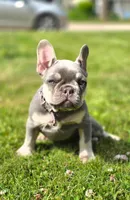 Luna, a female French Bulldog for sale in Fennimore, WI – 3 of 8