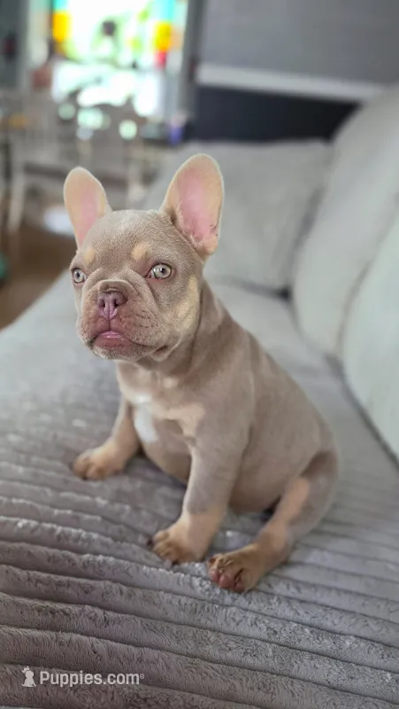 Goldie – French Bulldog puppy for sale in Fennimore, WI