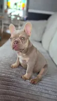 Goldie, a female French Bulldog for sale in Fennimore, WI – 1 of 3