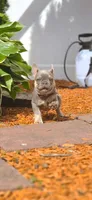 Luna, a female French Bulldog for sale in Fennimore, WI – 5 of 8