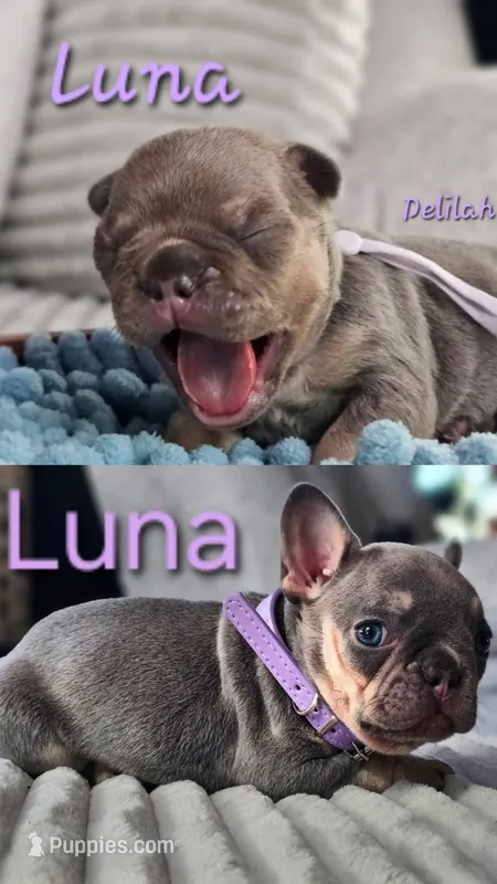 Luna – French Bulldog puppy for sale in Fennimore, WI