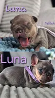 Luna, a female French Bulldog for sale in Fennimore, WI – 2 of 8