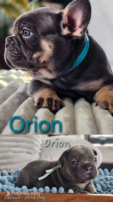 Orion, a male French Bulldog for sale in Fennimore, WI – Photo 1 of 1