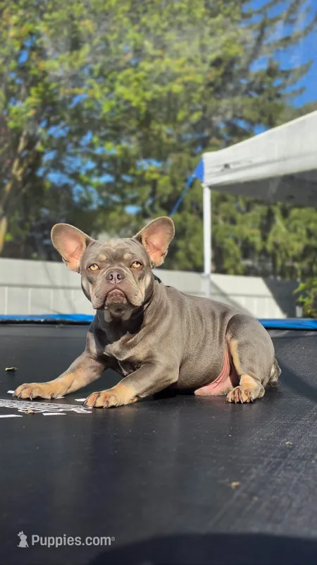 Atlas – French Bulldog puppy for sale in Fennimore, WI