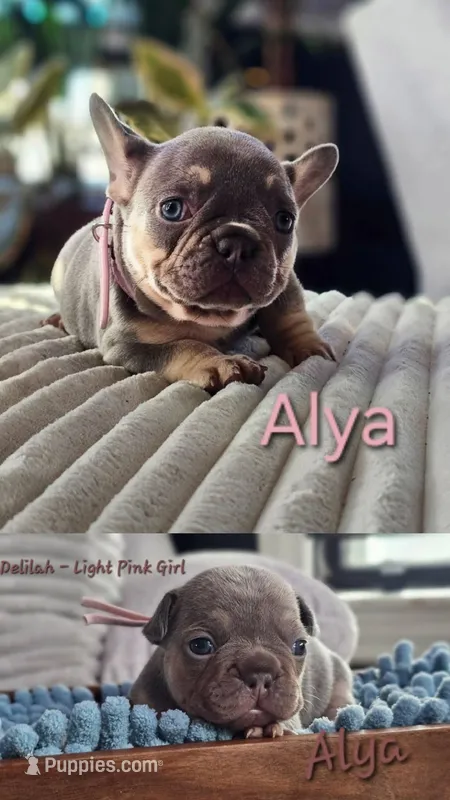 Alya – French Bulldog puppy for sale in Fennimore, WI