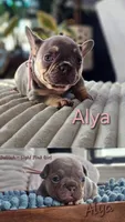 Alya, a female French Bulldog for sale in Fennimore, WI – 2 of 8