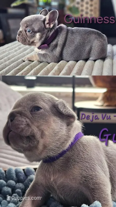 Guinness – French Bulldog puppy for sale in Fennimore, WI