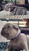 Guinness, a male French Bulldog for sale in Fennimore, WI – 3 of 7