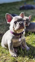 Guinness, a male French Bulldog for sale in Fennimore, WI – 7 of 7