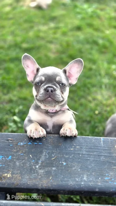 Alya – French Bulldog puppy for sale in Fennimore, WI