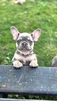 Alya, a female French Bulldog for sale in Fennimore, WI – 1 of 8