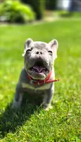 Shamrock, a male French Bulldog for sale in Fennimore, WI – 4 of 4