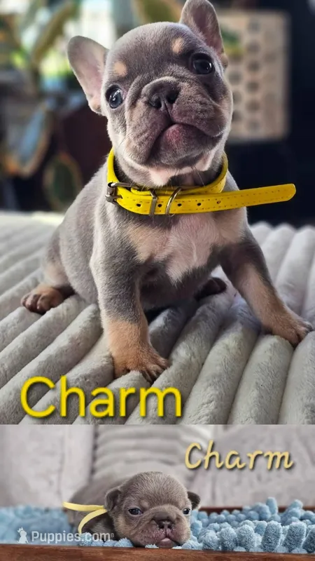Charm – French Bulldog puppy for sale in Fennimore, WI