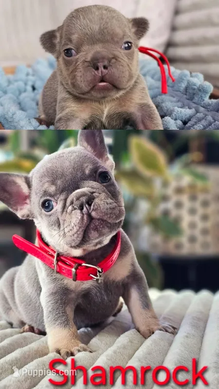 Shamrock – French Bulldog puppy for sale in Fennimore, WI