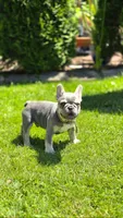 Charm, a male French Bulldog for sale in Fennimore, WI – 1 of 4