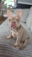 Goldie, a female French Bulldog for sale in Fennimore, WI – 2 of 3
