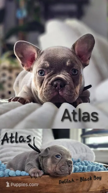 Atlas – French Bulldog puppy for sale in Fennimore, WI