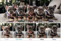 Alya, a female French Bulldog for sale in Fennimore, WI – 8 of 8