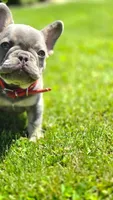 Shamrock, a male French Bulldog for sale in Fennimore, WI – 3 of 4