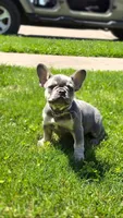 Alya, a female French Bulldog for sale in Fennimore, WI – 4 of 8