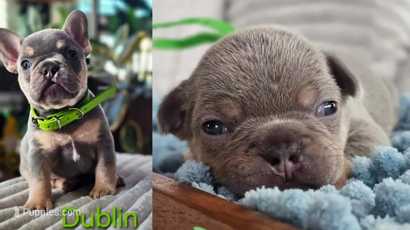 Dublin – French Bulldog puppy for sale in Fennimore, WI