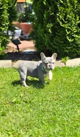 Lucky, a male French Bulldog for sale in Fennimore, WI – 5 of 5