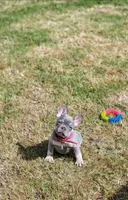 Emerald, a female French Bulldog for sale in Fennimore, WI – 6 of 6