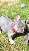 Emerald, a female French Bulldog for sale in Fennimore, WI – 3 of 6