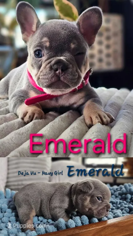 Emerald – French Bulldog puppy for sale in Fennimore, WI
