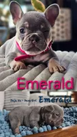 Emerald, a female French Bulldog for sale in Fennimore, WI – 2 of 6