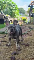 Atlas, a male French Bulldog for sale in Fennimore, WI – 2 of 5