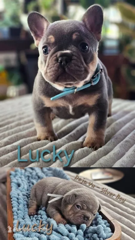 Lucky – French Bulldog puppy for sale in Fennimore, WI