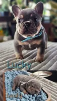 Lucky, a male French Bulldog for sale in Fennimore, WI – 2 of 5