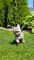 Guinness, a male French Bulldog for sale in Fennimore, WI – 5 of 7