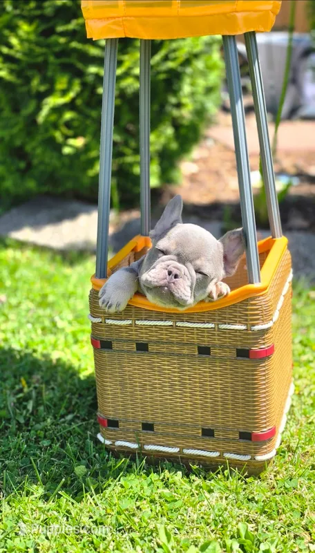 Shamrock – French Bulldog puppy for sale in Fennimore, WI