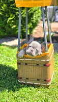 Shamrock, a male French Bulldog for sale in Fennimore, WI – 1 of 4