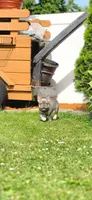 Luna, a female French Bulldog for sale in Fennimore, WI – 6 of 8